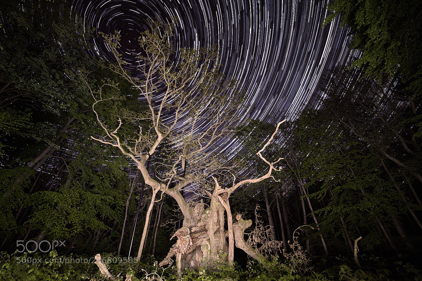 Canon EOS-1D X Mark II sample photo. The flying time photography
