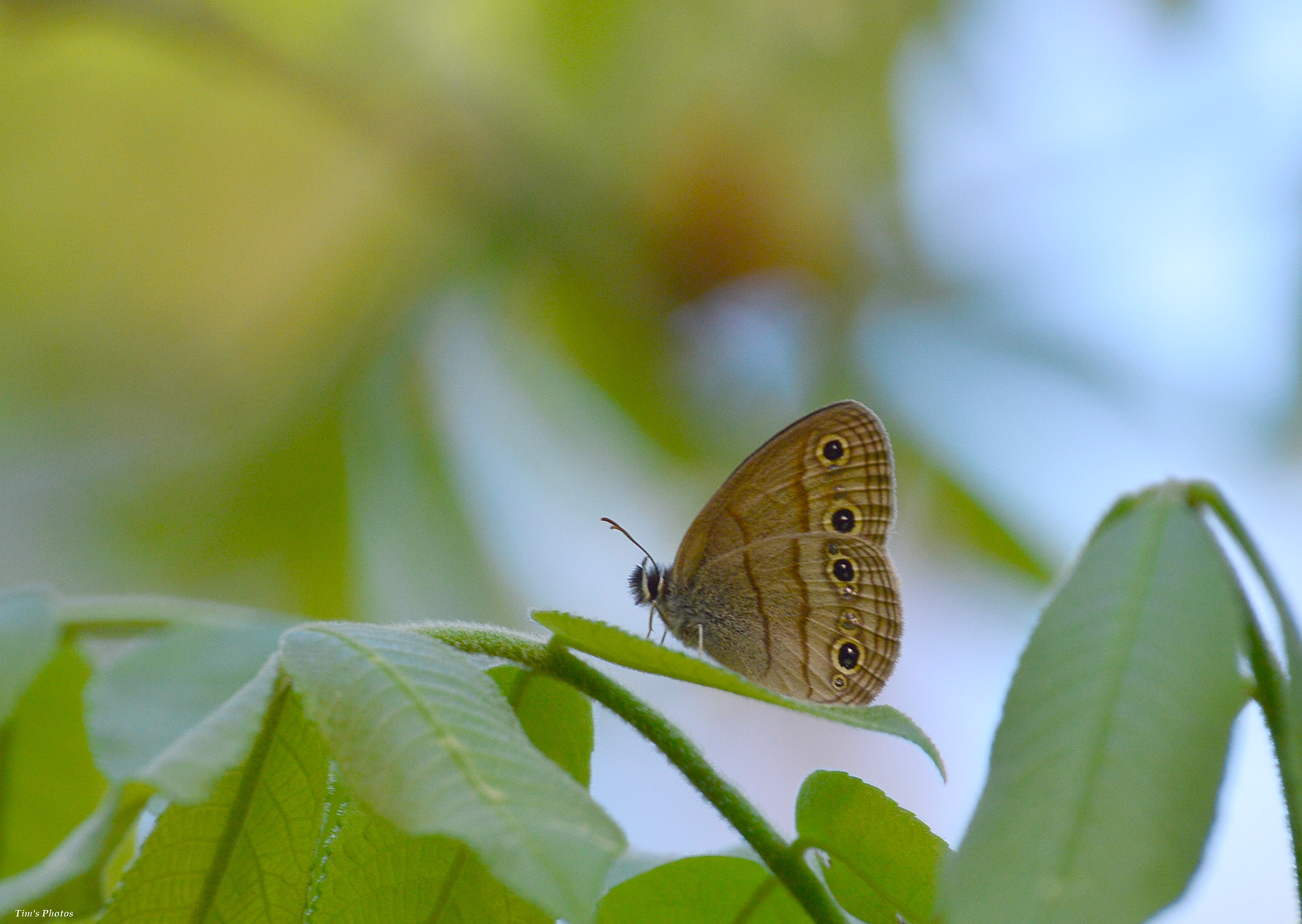 Nikon D3200 sample photo. Spots photography