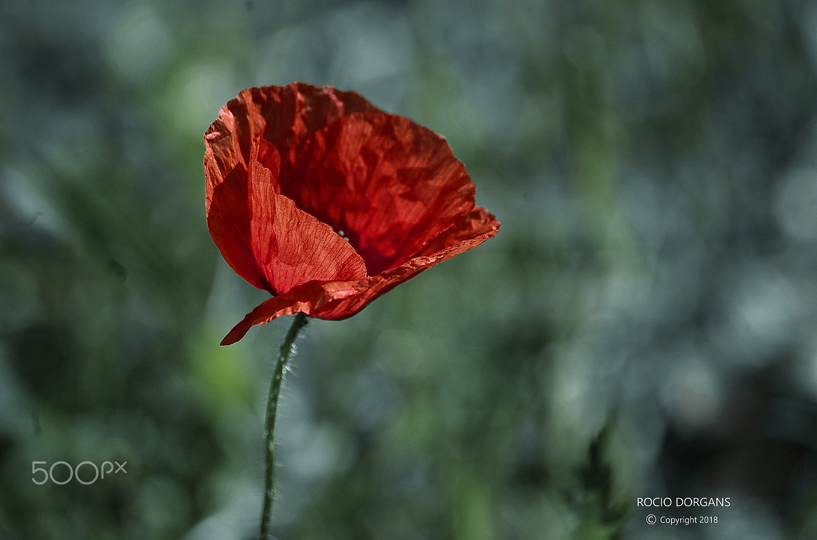 smc PENTAX-DA L 50-200mm F4-5.6 ED sample photo. Cocolico photography
