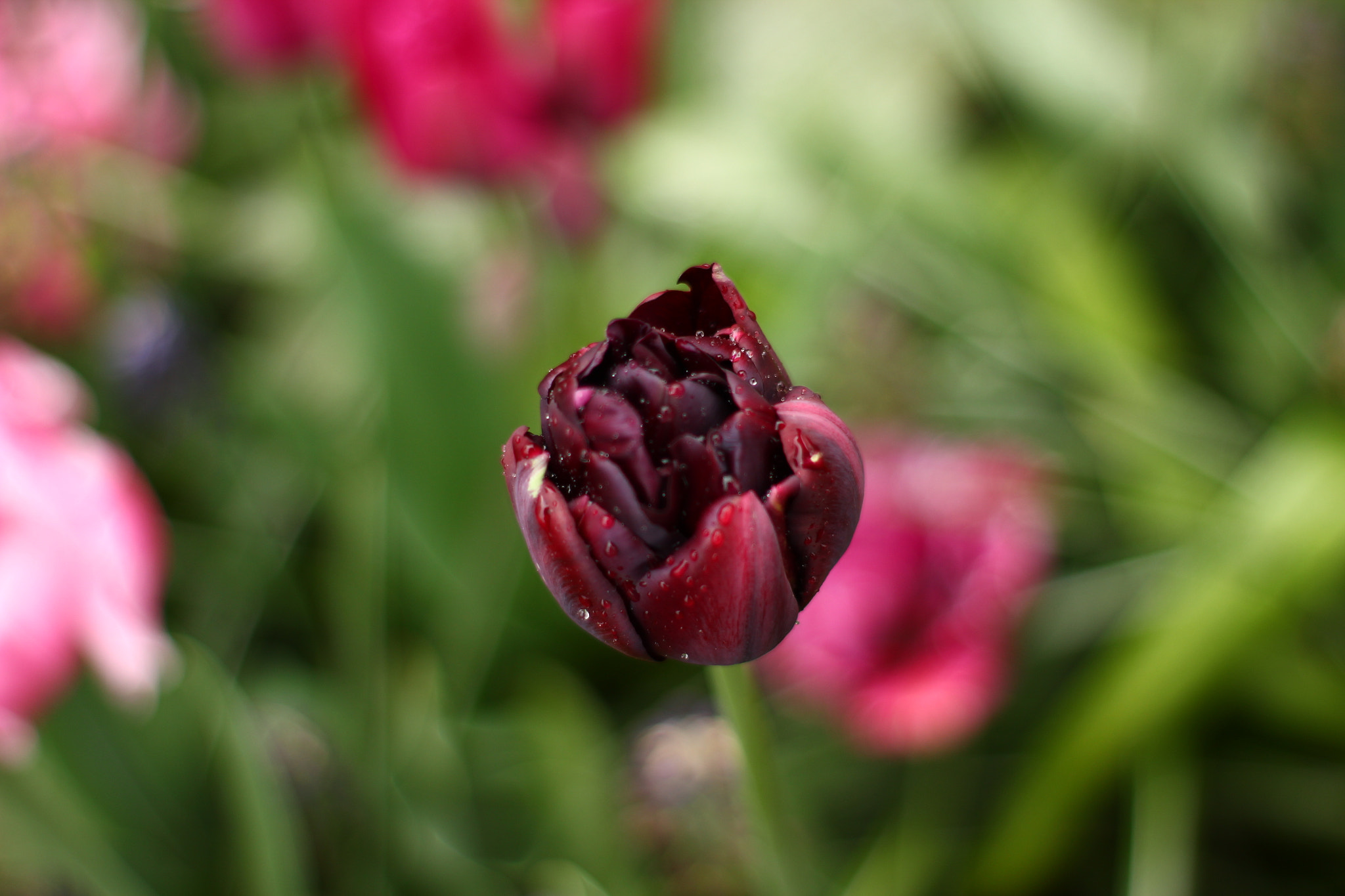 Canon 50mm sample photo. Flower photography