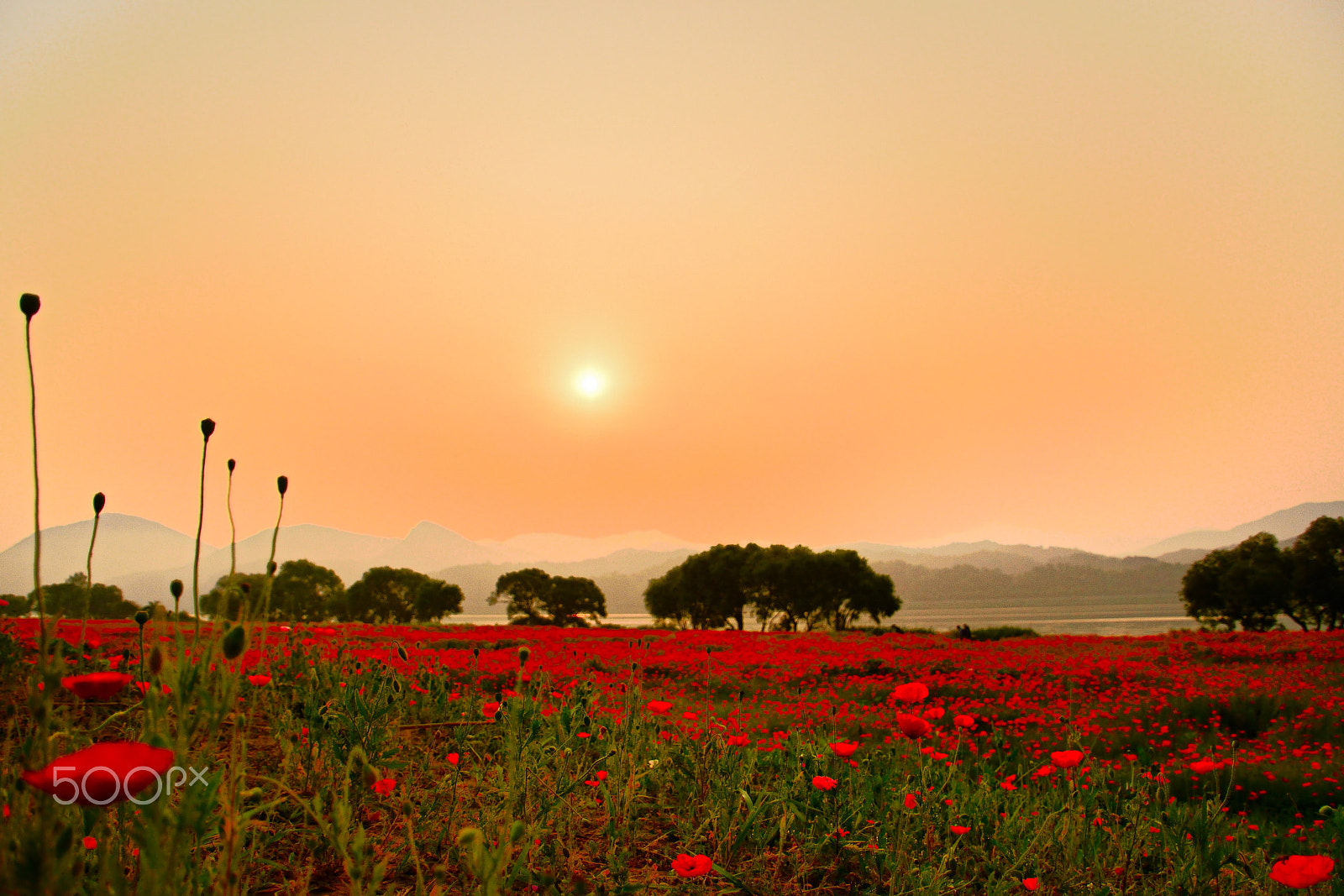 Nikon D5500 sample photo. Poppy and sunrise photography