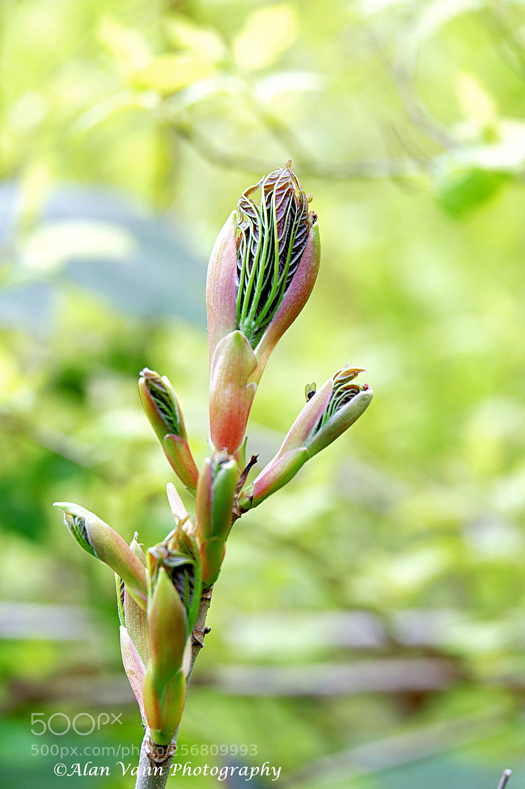 Fujifilm X-T1 sample photo. New growth photography