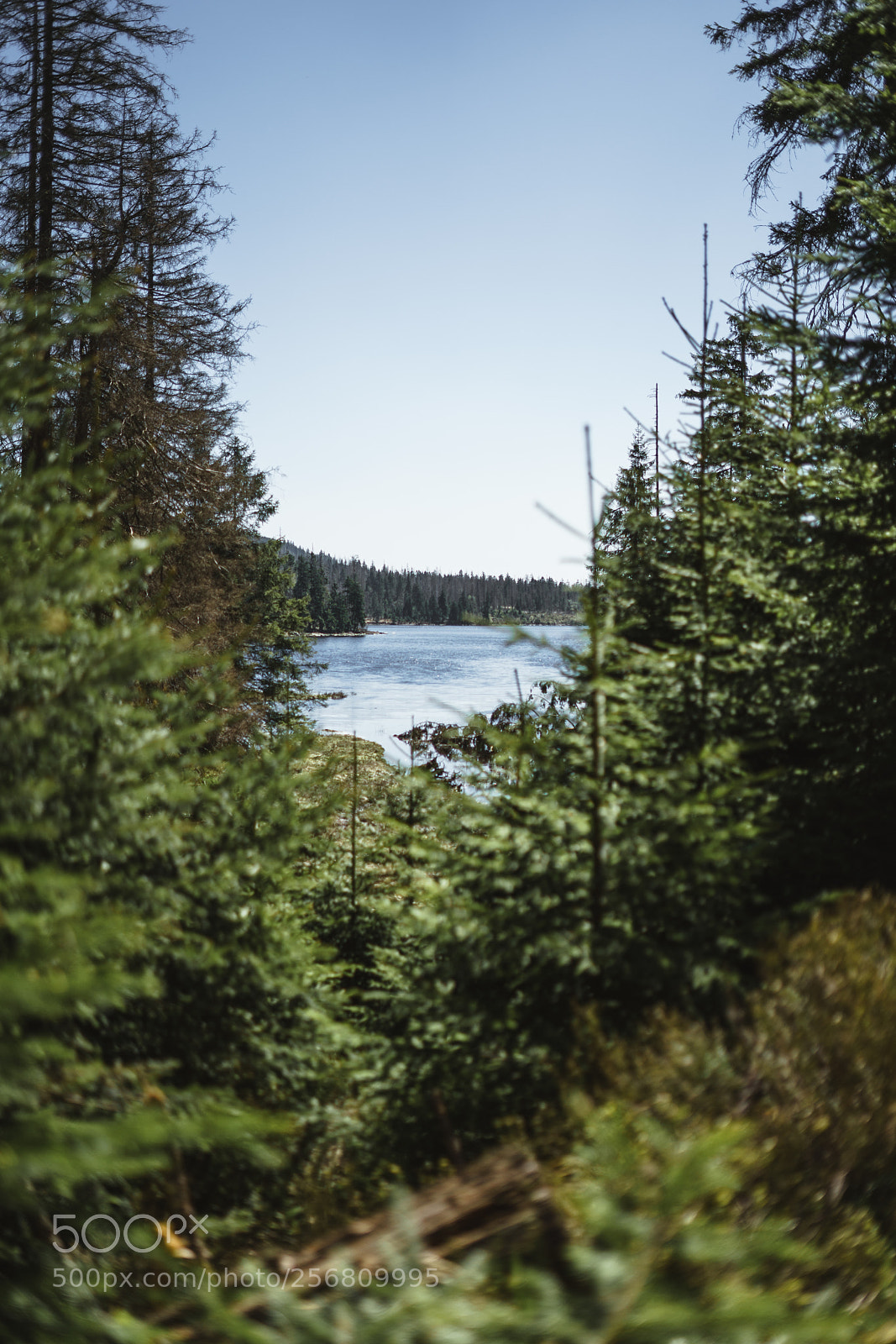 Sony a7 sample photo. Harz 1 photography