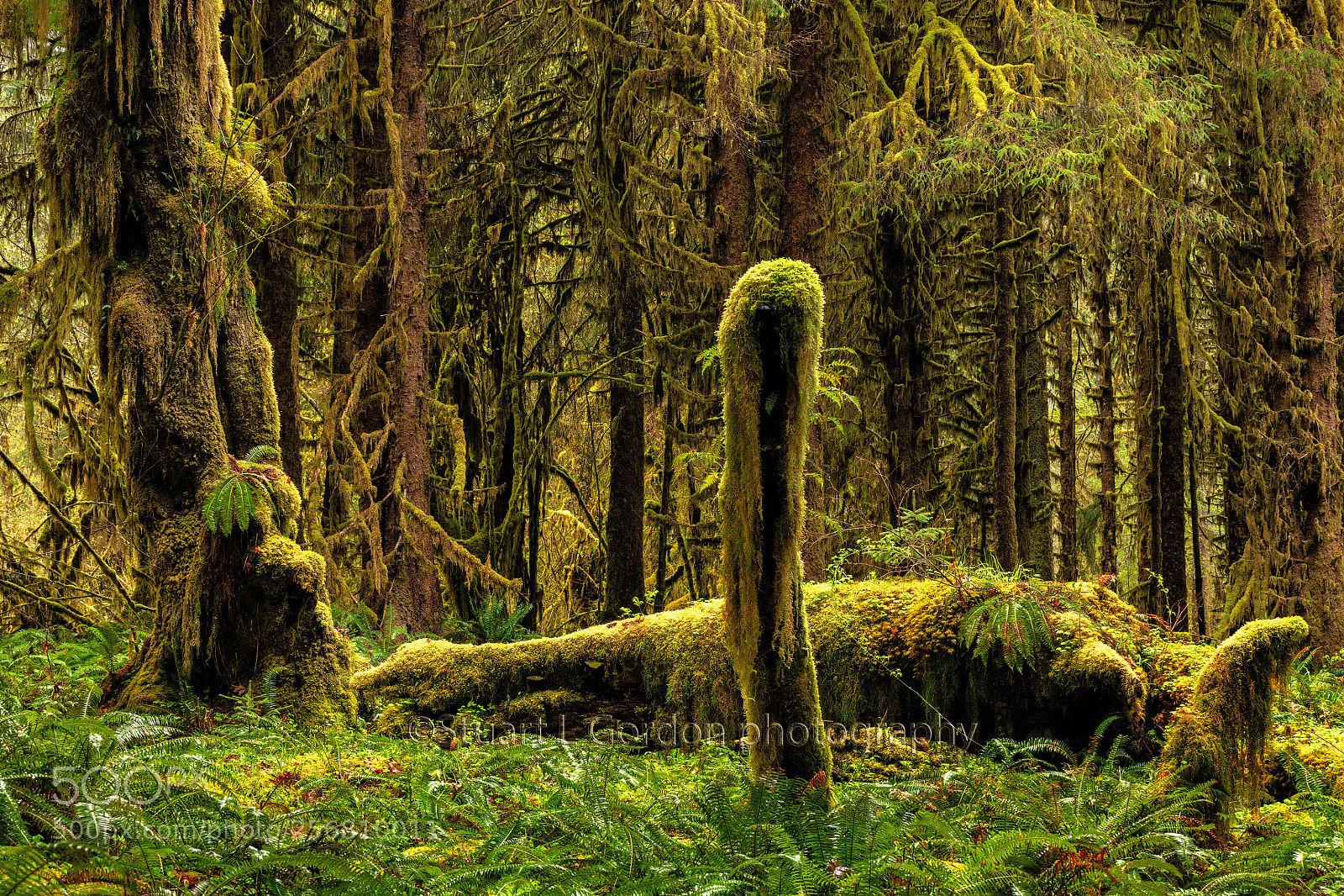 Canon EOS 5DS R sample photo. Forest floor photography