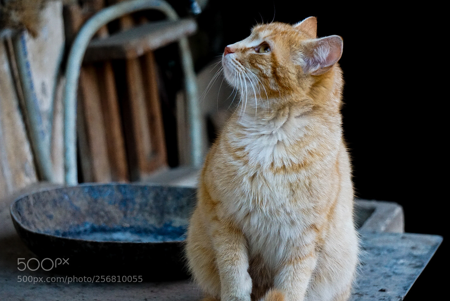 Sony a6000 sample photo. Cat photography