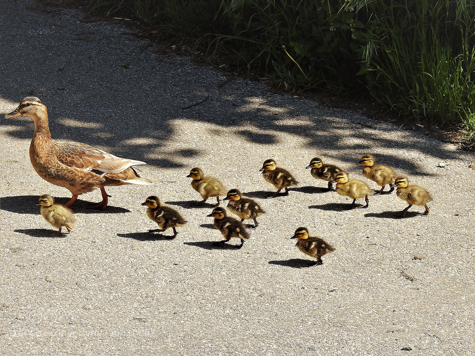 Nikon Coolpix P900 sample photo. Duck walk photography