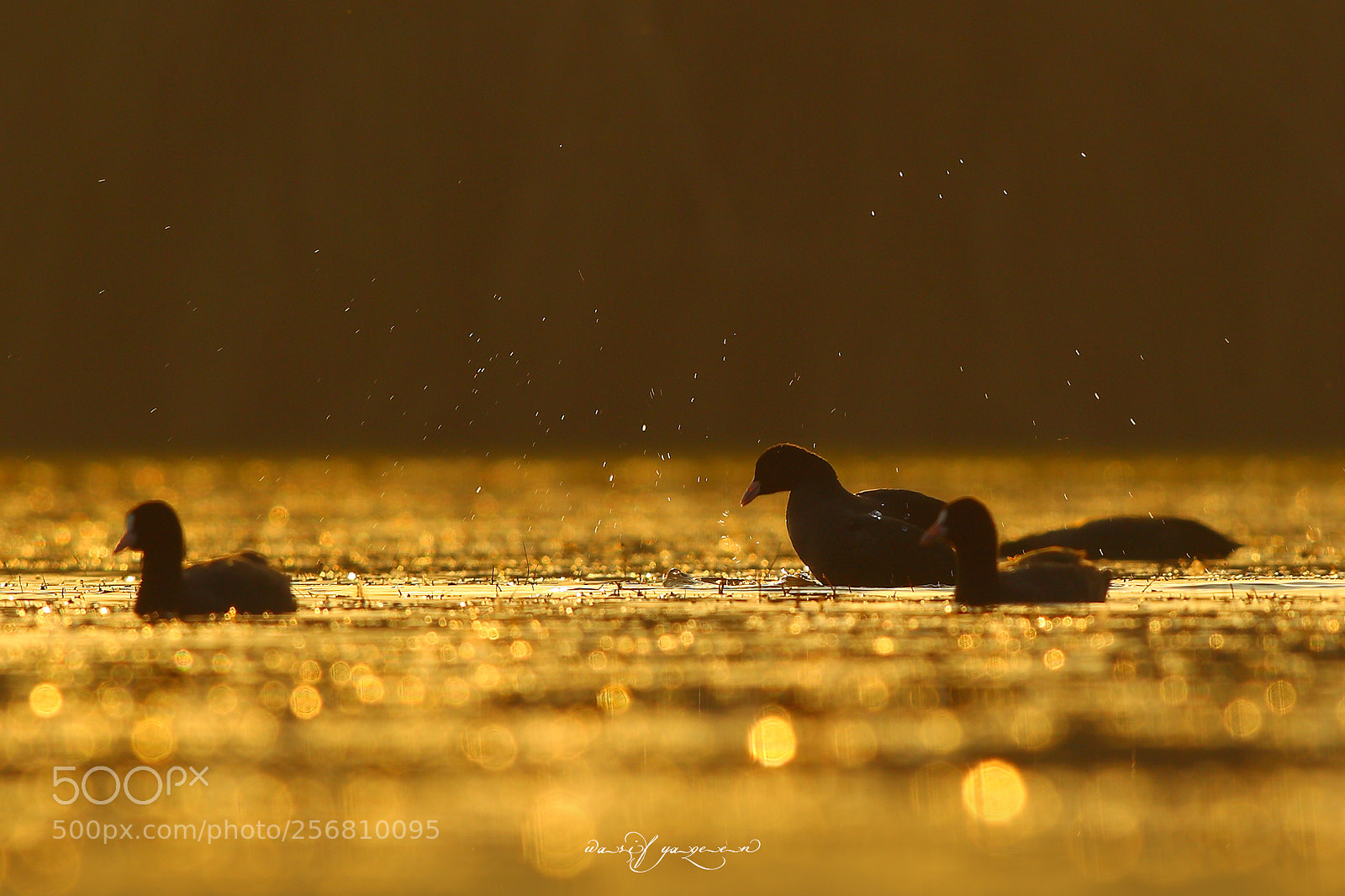 Canon EOS-1D Mark IV sample photo. Golden hour photography