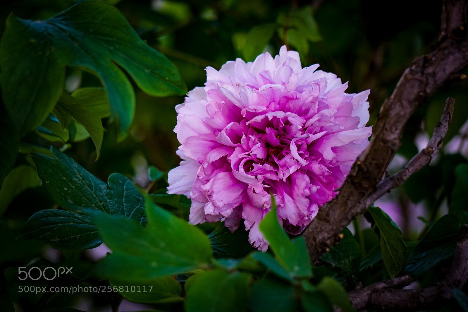 Sony a6000 sample photo. Pink flower photography