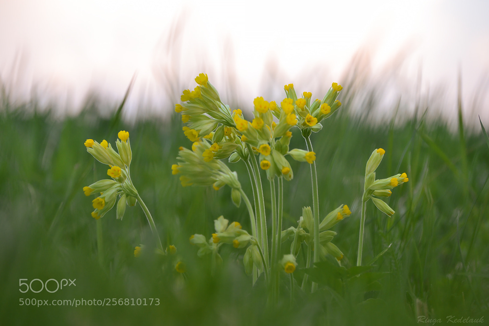 Nikon D3100 sample photo. Primula veris photography