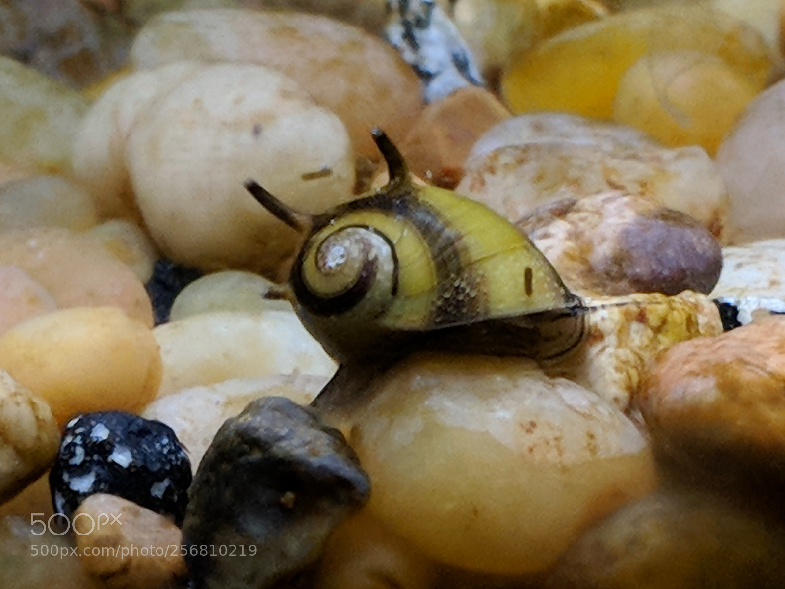 Google Pixel 2 XL sample photo. Horned striped nerite snail photography