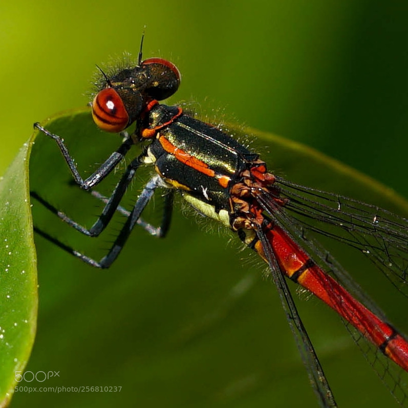 Sony a6500 sample photo. Red dragonfly photography