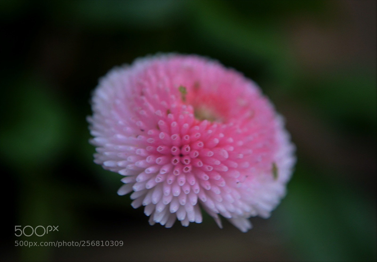 Nikon D5100 sample photo. Pink photography