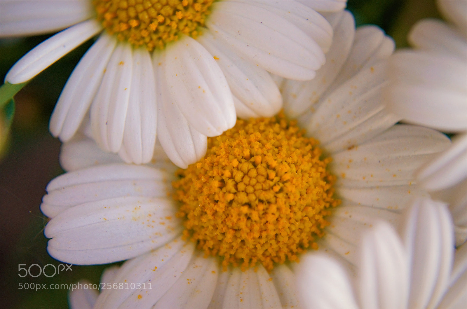 Nikon D5100 sample photo. Yellow-white photography