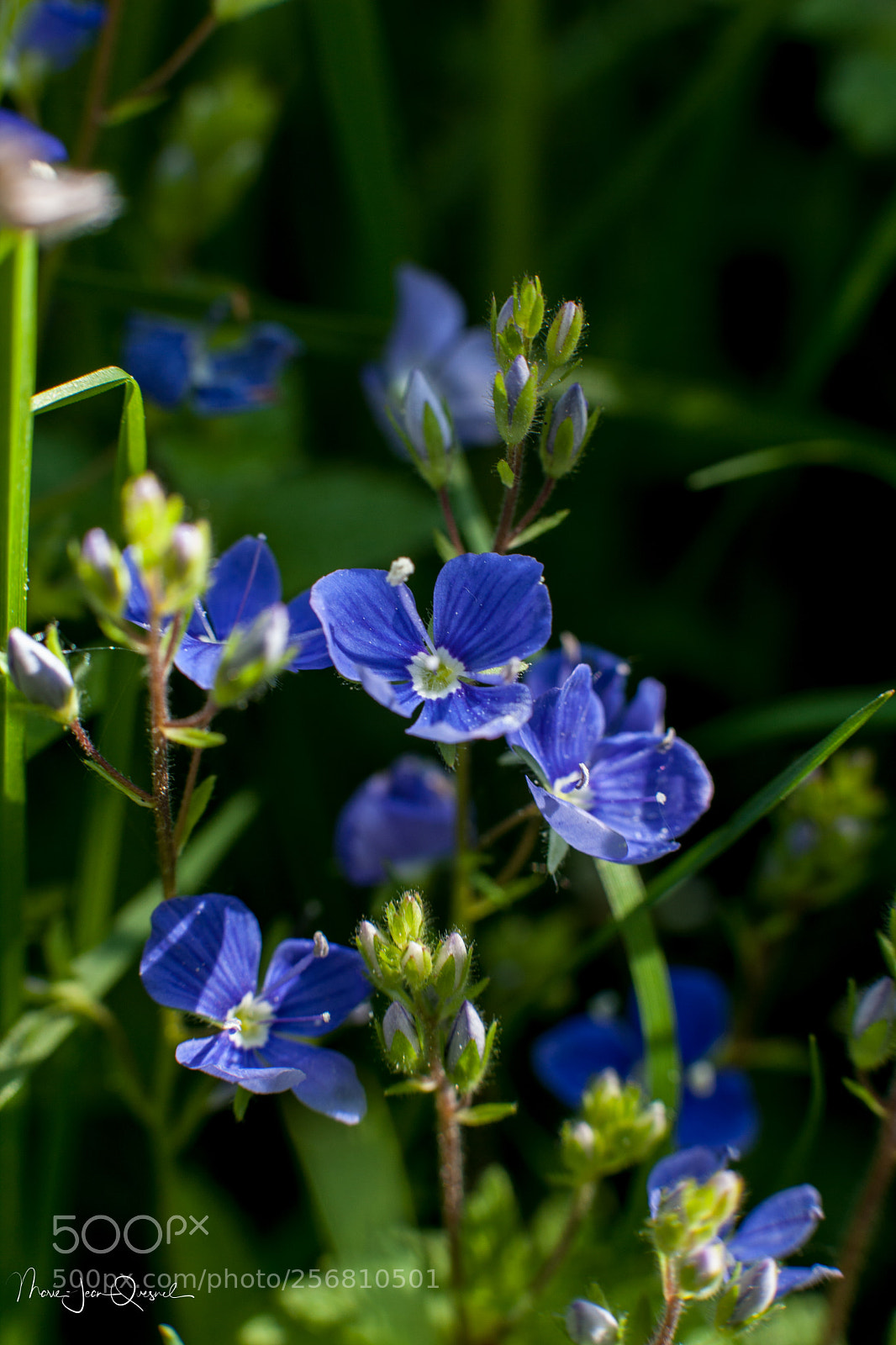 Canon EOS 5D Mark II sample photo. Minuscules fleurs sauvages photography
