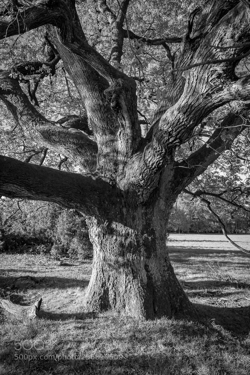 Canon EOS 5D Mark IV sample photo. Gnarled tree photography