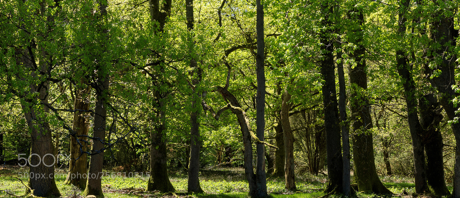 Canon EOS 5D Mark IV sample photo. Frühlingswald photography