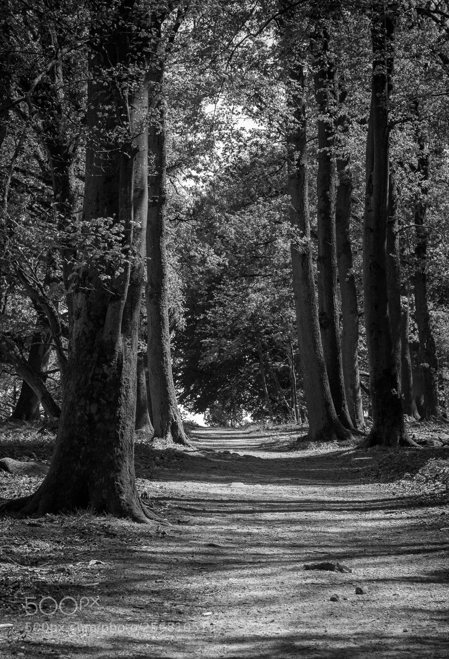 Canon EOS 5D Mark IV sample photo. Waldweg photography