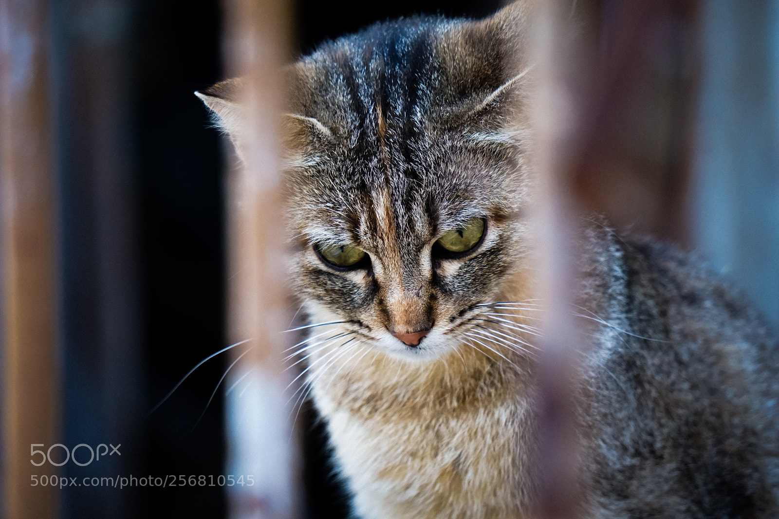 Sony a6000 sample photo. Cat photography