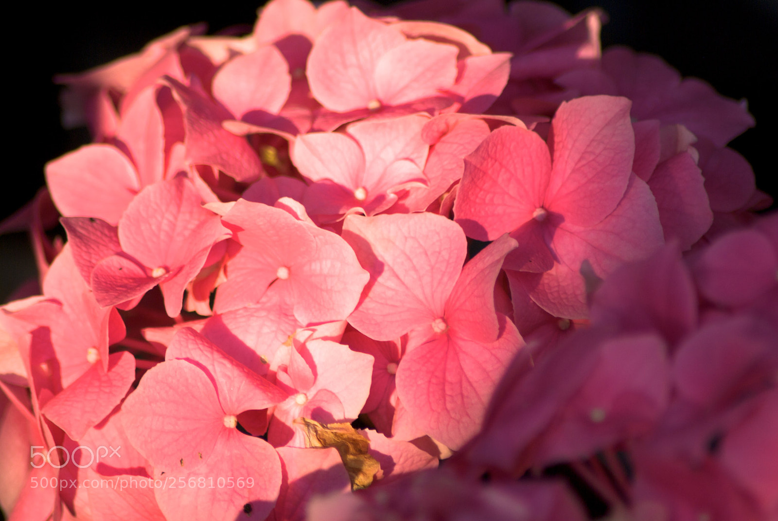 Nikon D60 sample photo. Version photography