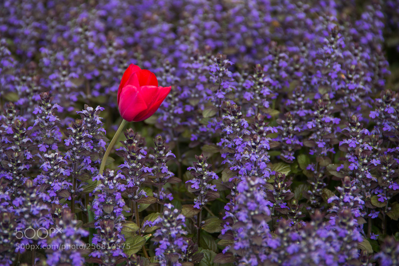 Canon EOS 600D (Rebel EOS T3i / EOS Kiss X5) sample photo. Solitude photography