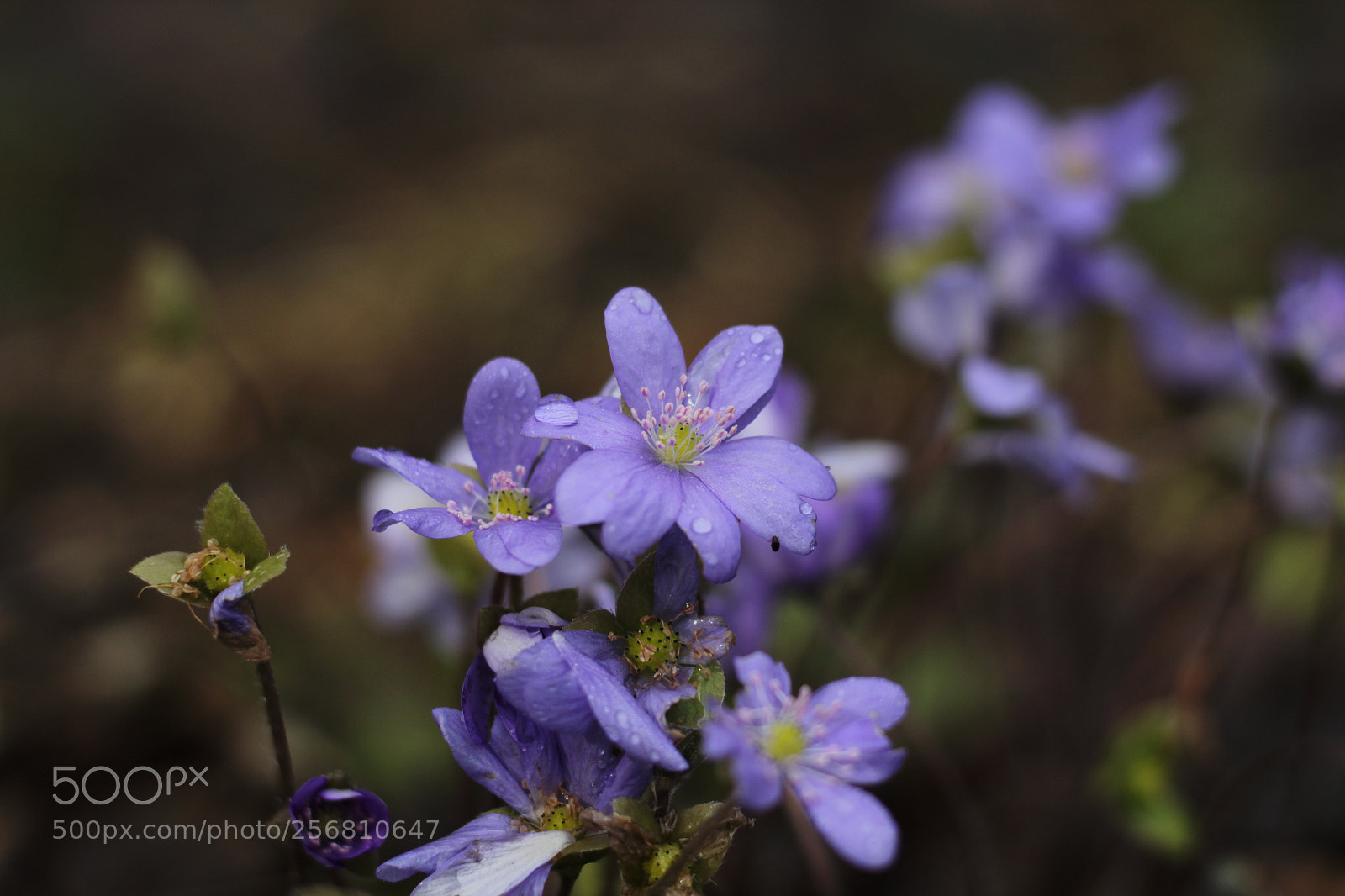 Canon EOS 1200D (EOS Rebel T5 / EOS Kiss X70 / EOS Hi) + Canon EF 50mm F1.8 STM sample photo. Blue spring flowers after photography