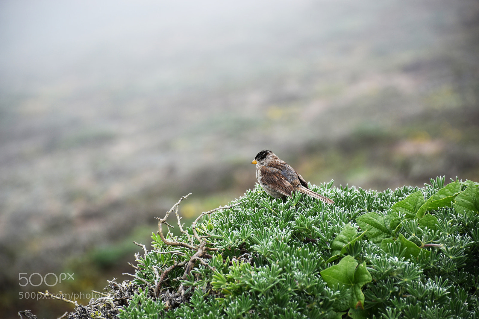 Nikon D5500 sample photo. Point reyes photography