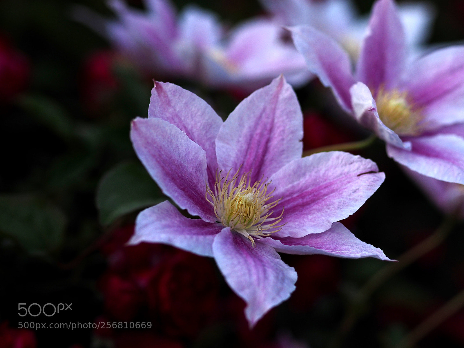 Olympus OM-D E-M1 sample photo. Purple clematis photography