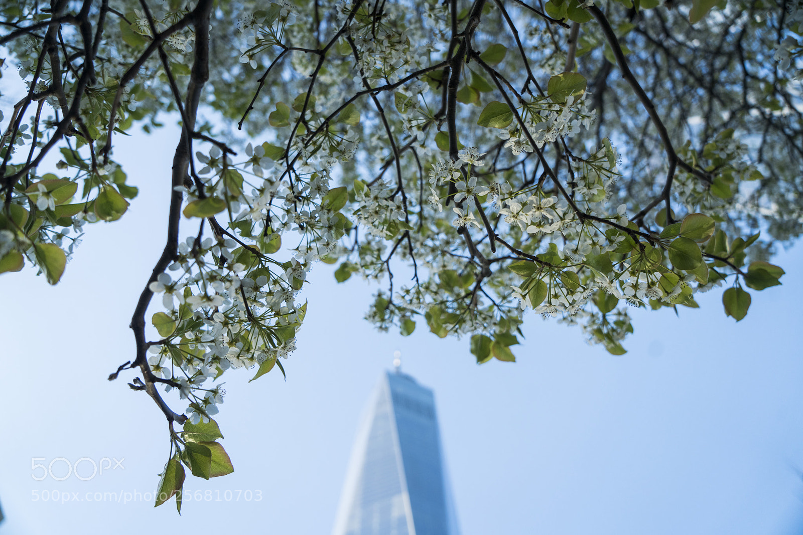 Sony a7R II sample photo. Survivor tree photography