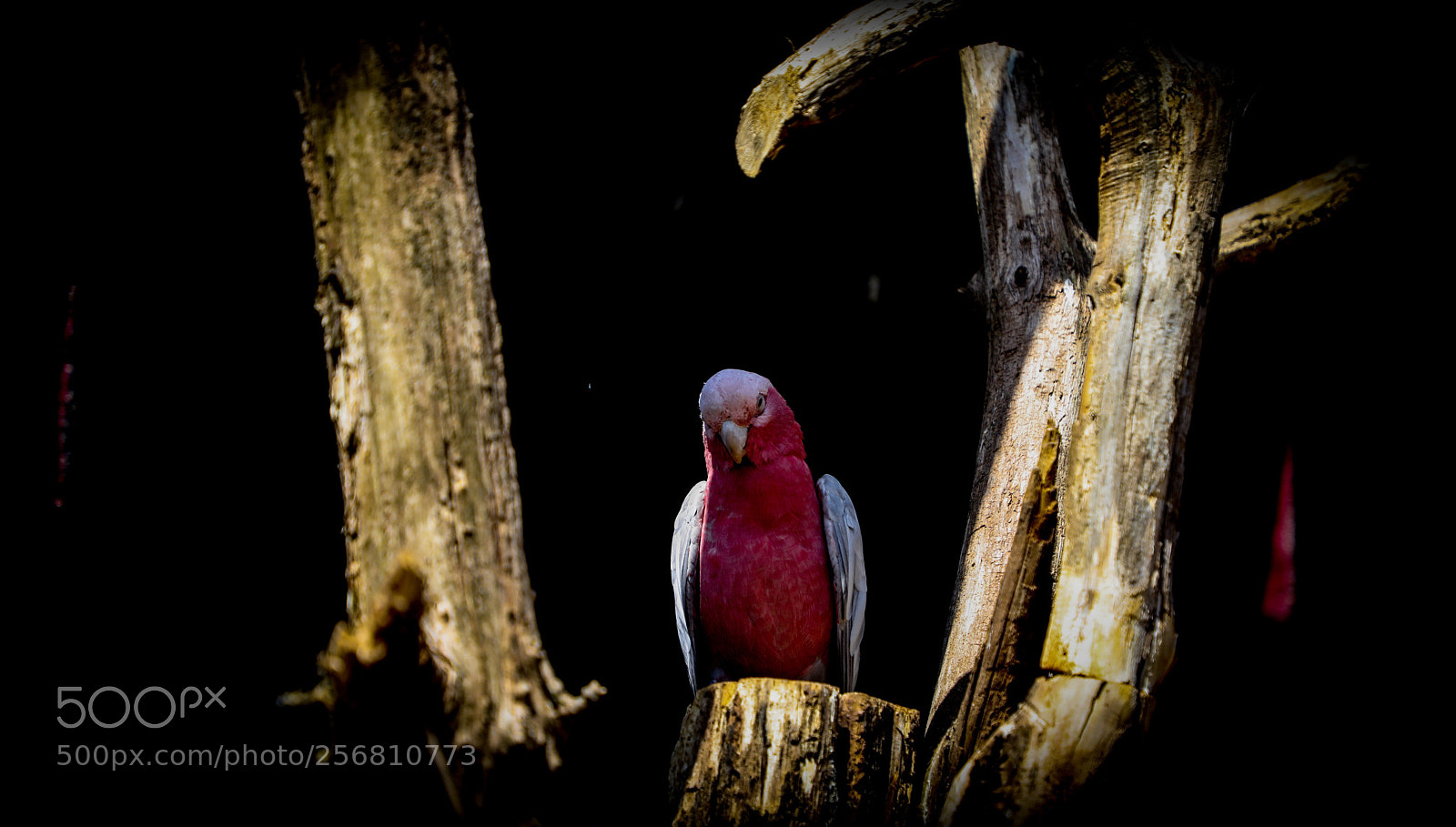 Canon EOS 5D Mark IV sample photo. Parrot photography