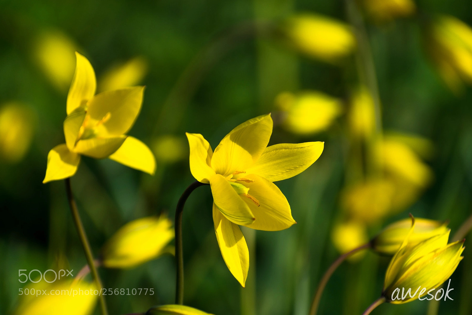 Nikon D3300 sample photo. Wild tulips photography
