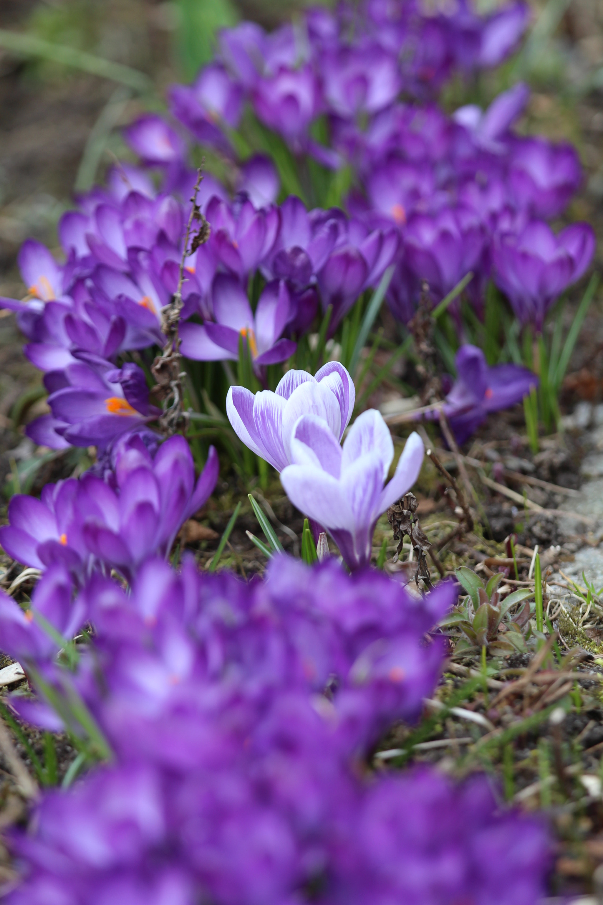 Canon EOS 650D (EOS Rebel T4i / EOS Kiss X6i) + Canon EF 70-200mm F4L IS USM sample photo. Crocuses photography