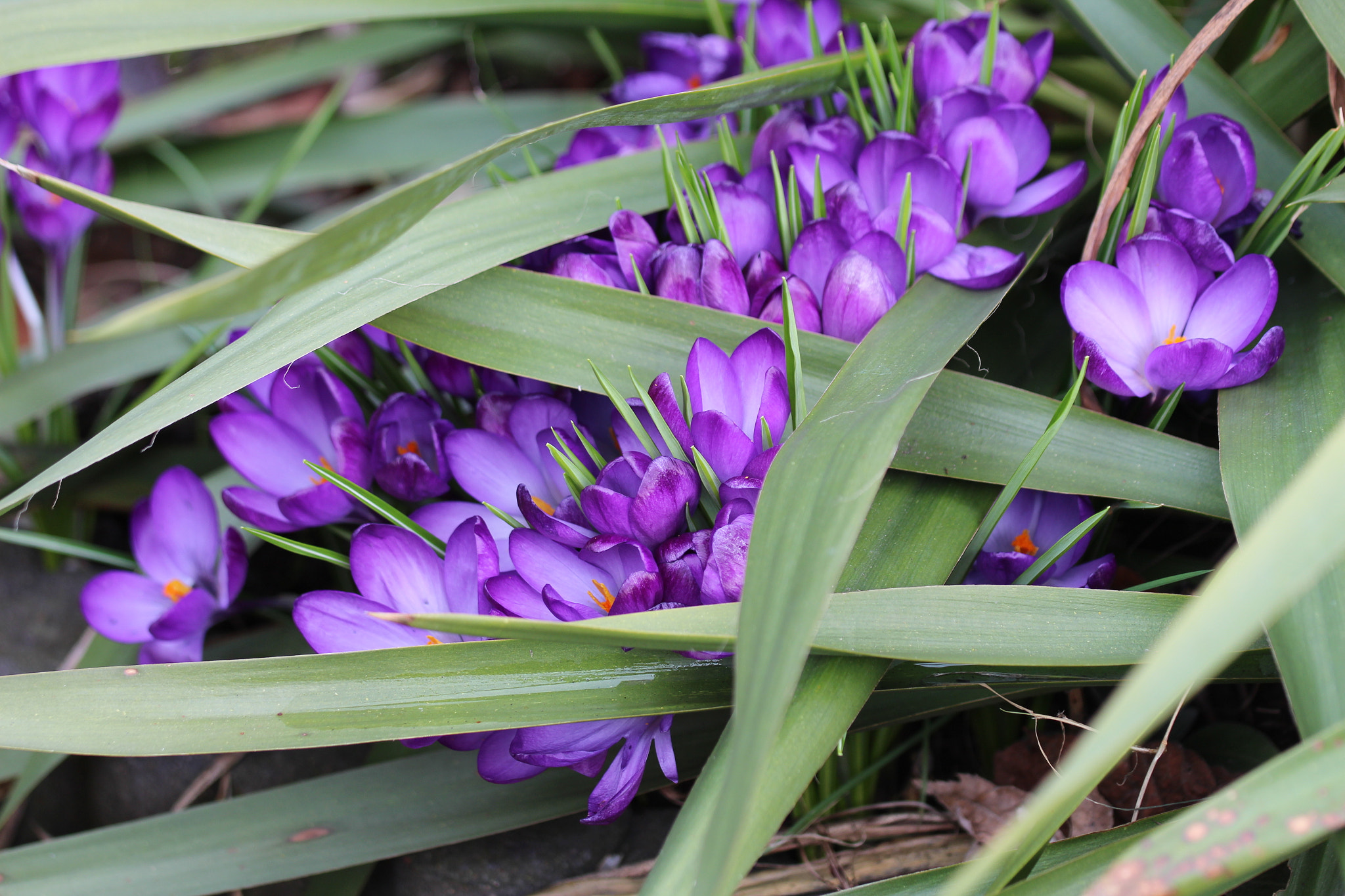 Canon EOS 650D (EOS Rebel T4i / EOS Kiss X6i) + Canon EF 70-200mm F4L IS USM sample photo. Crocuses photography