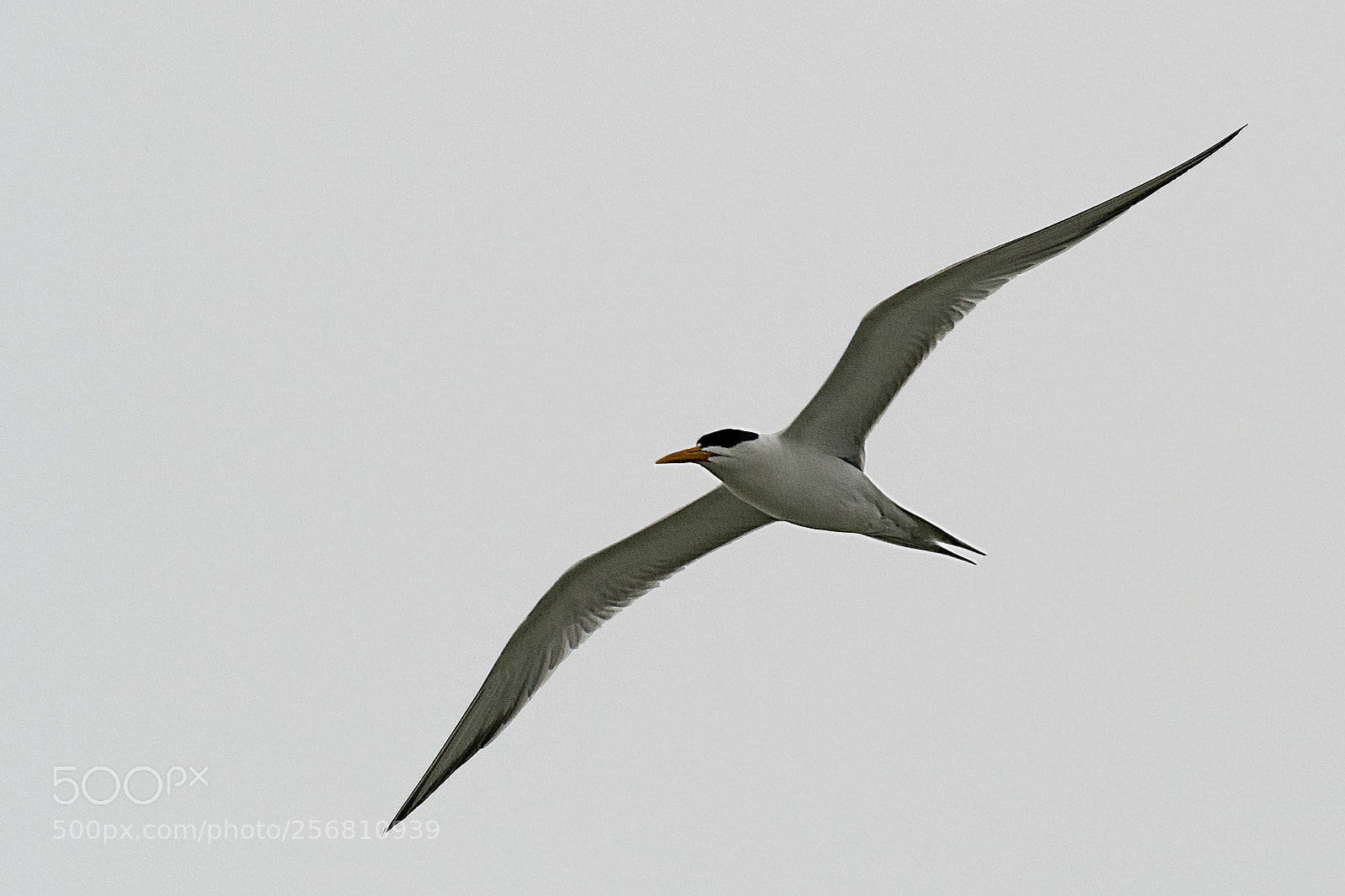 Nikon D500 sample photo. Royal tern photography