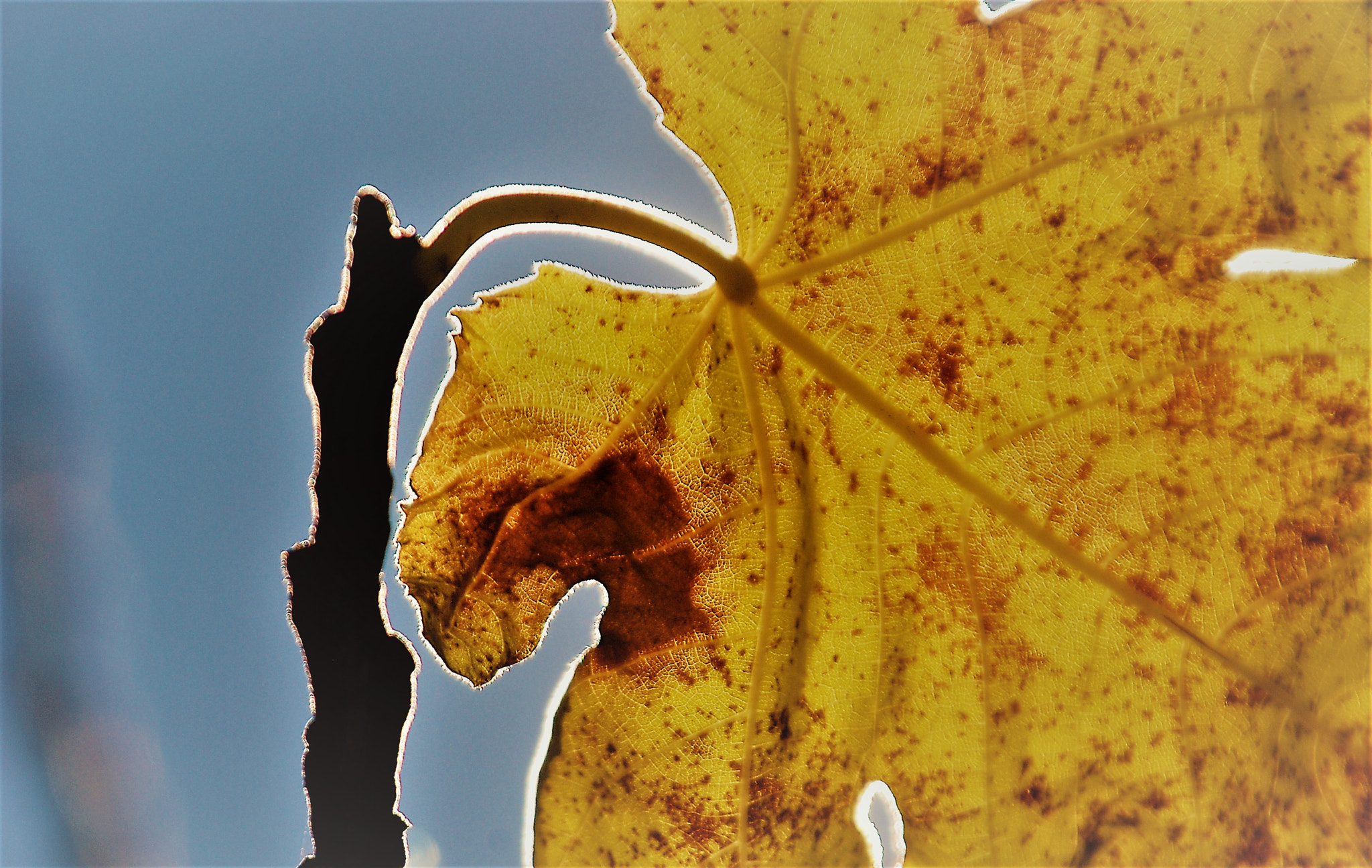 Nikon D80 + Tamron AF 28-300mm F3.5-6.3 XR Di LD Aspherical (IF) Macro sample photo. Fig leaf before the fall photography