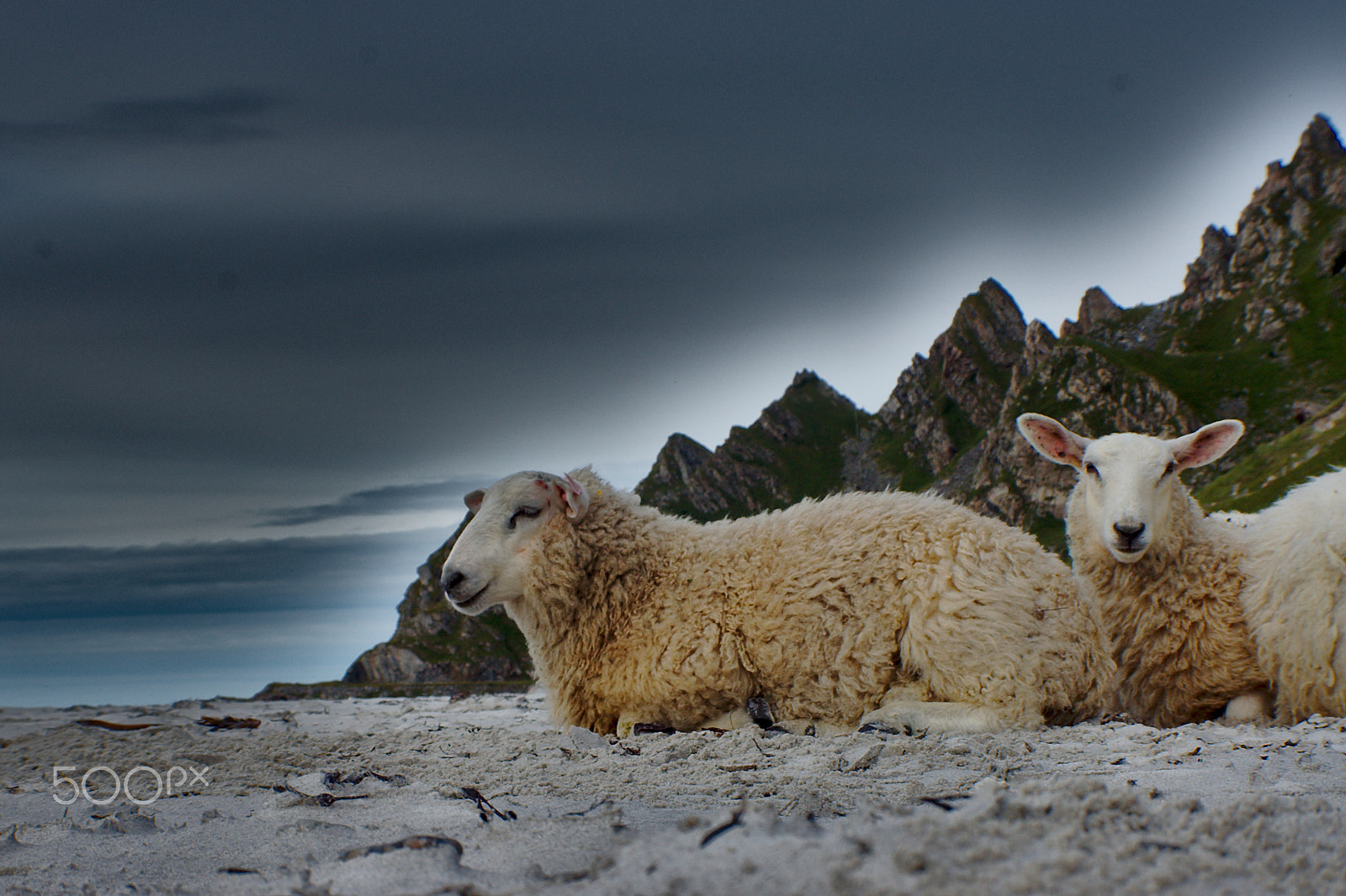 Sony Alpha DSLR-A500 sample photo. Sheep on andoy photography