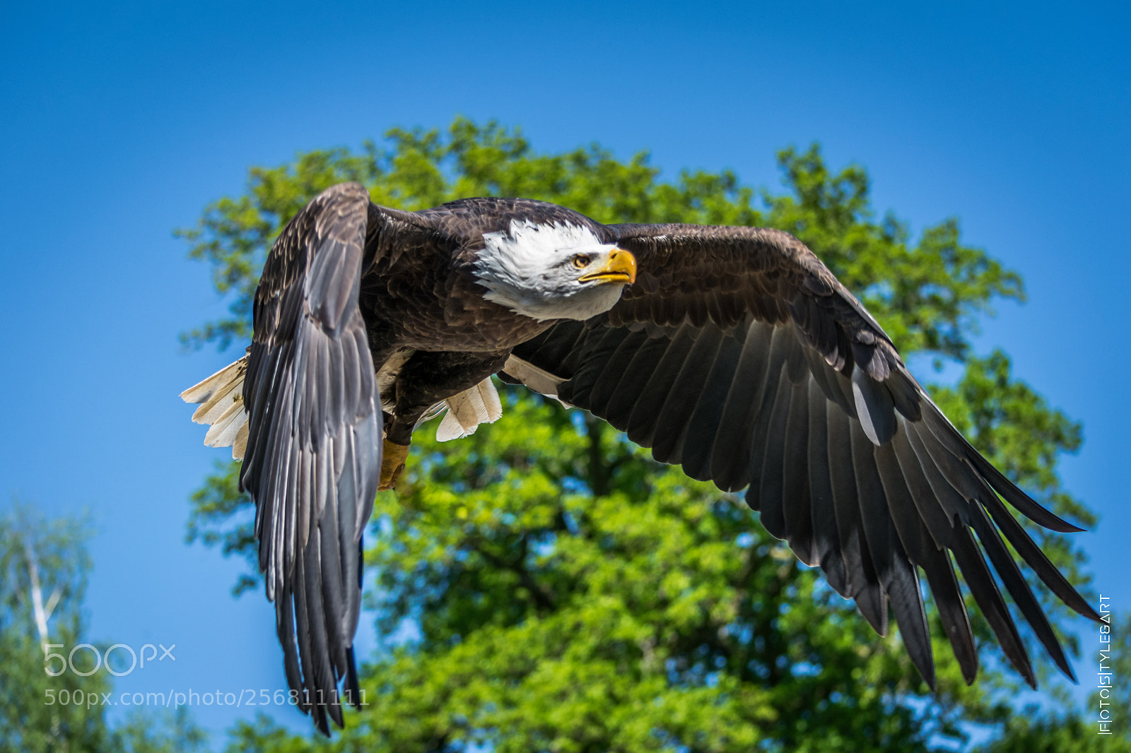 Nikon D3300 sample photo. Fly eagle fly photography