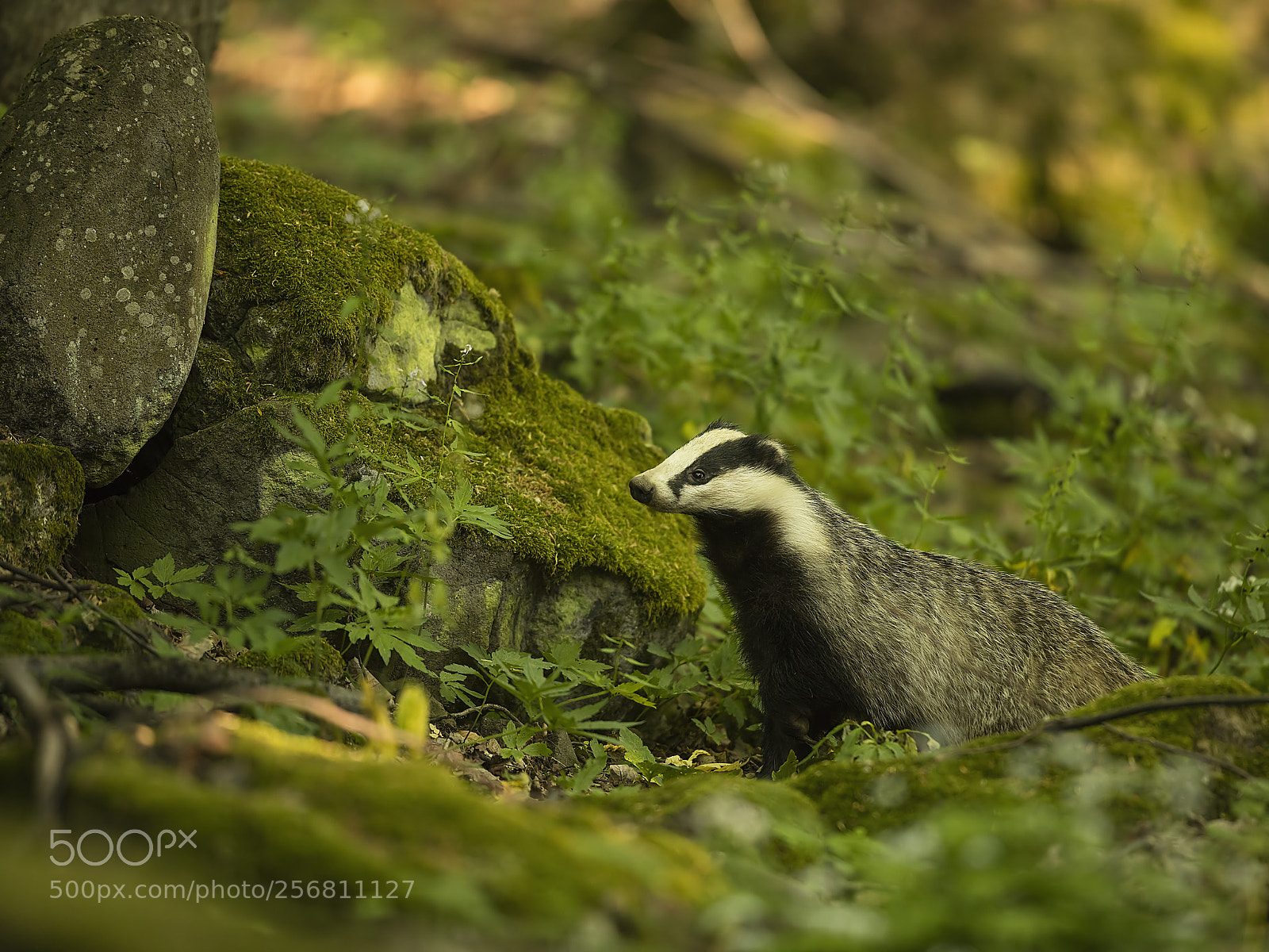 Canon EOS 5DS R sample photo. European badger photography