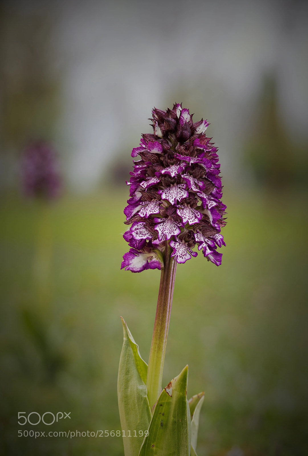 Nikon D7200 sample photo. Ophrys purpurea. photography