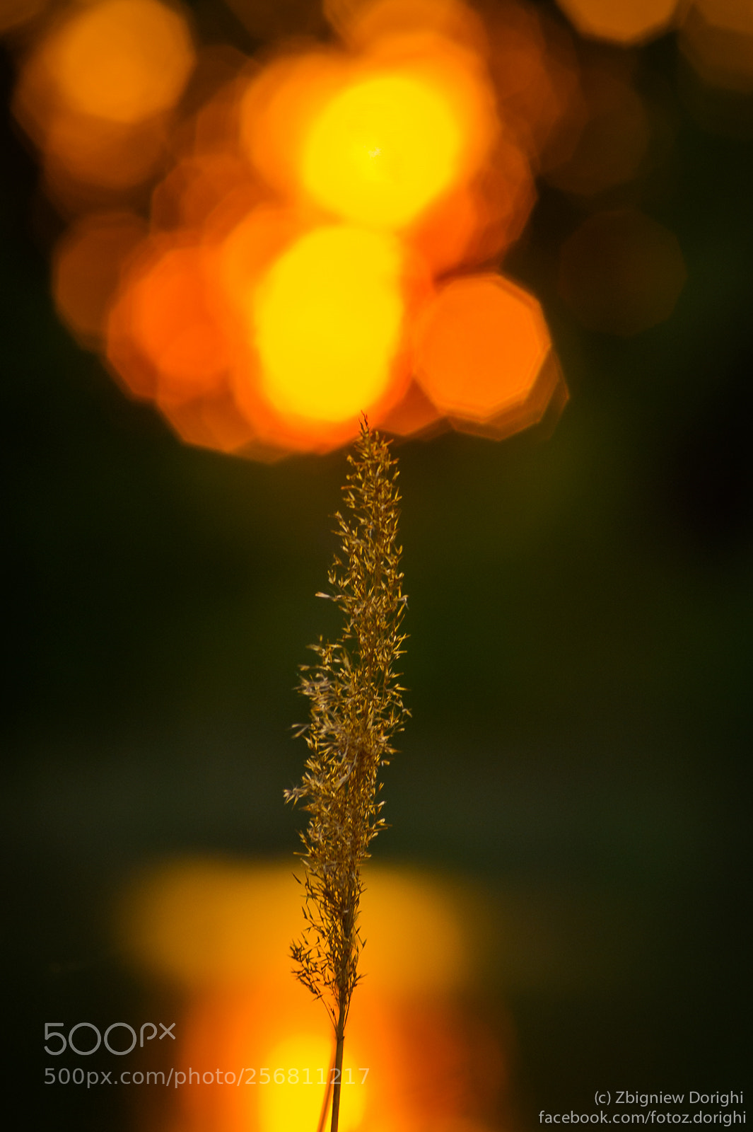 Nikon D700 sample photo. Fragile photography