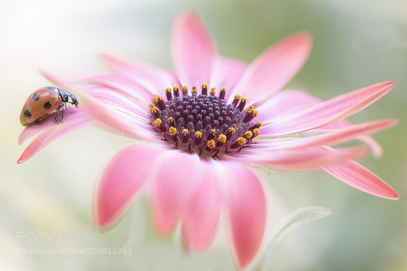 Canon EOS 7D Mark II sample photo. Daisy lady photography