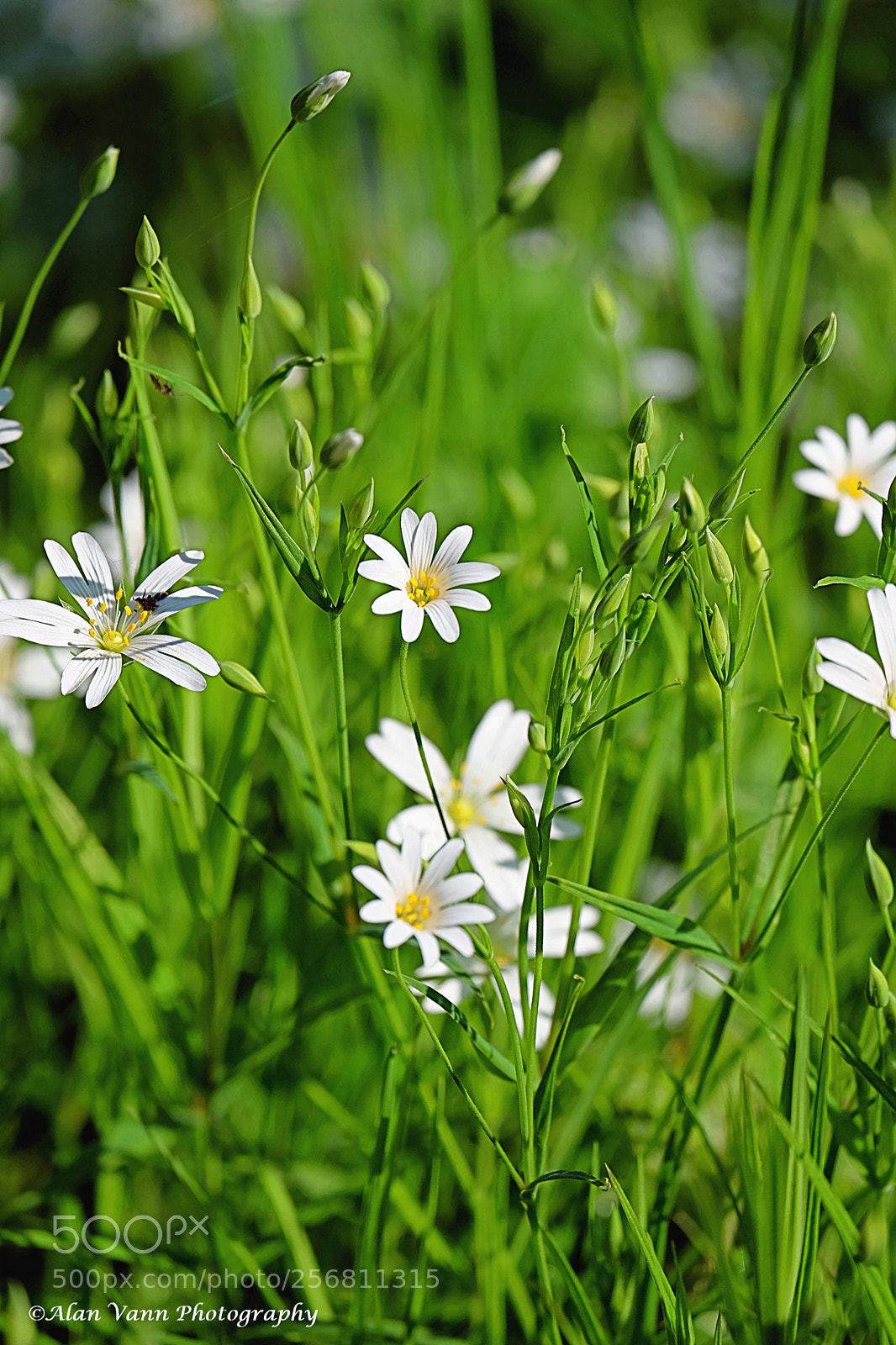 Fujifilm X-T1 sample photo. Natures carpet photography