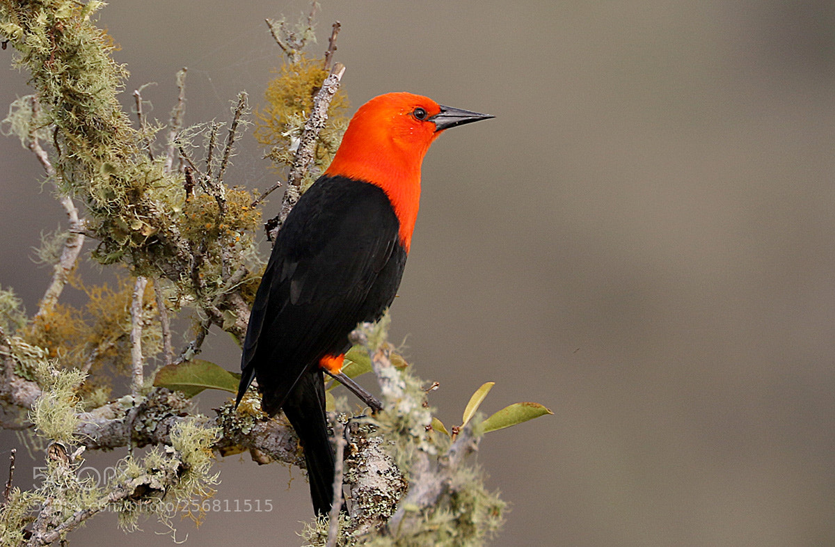 Canon EOS 7D Mark II sample photo. Cardeal do banhado photography