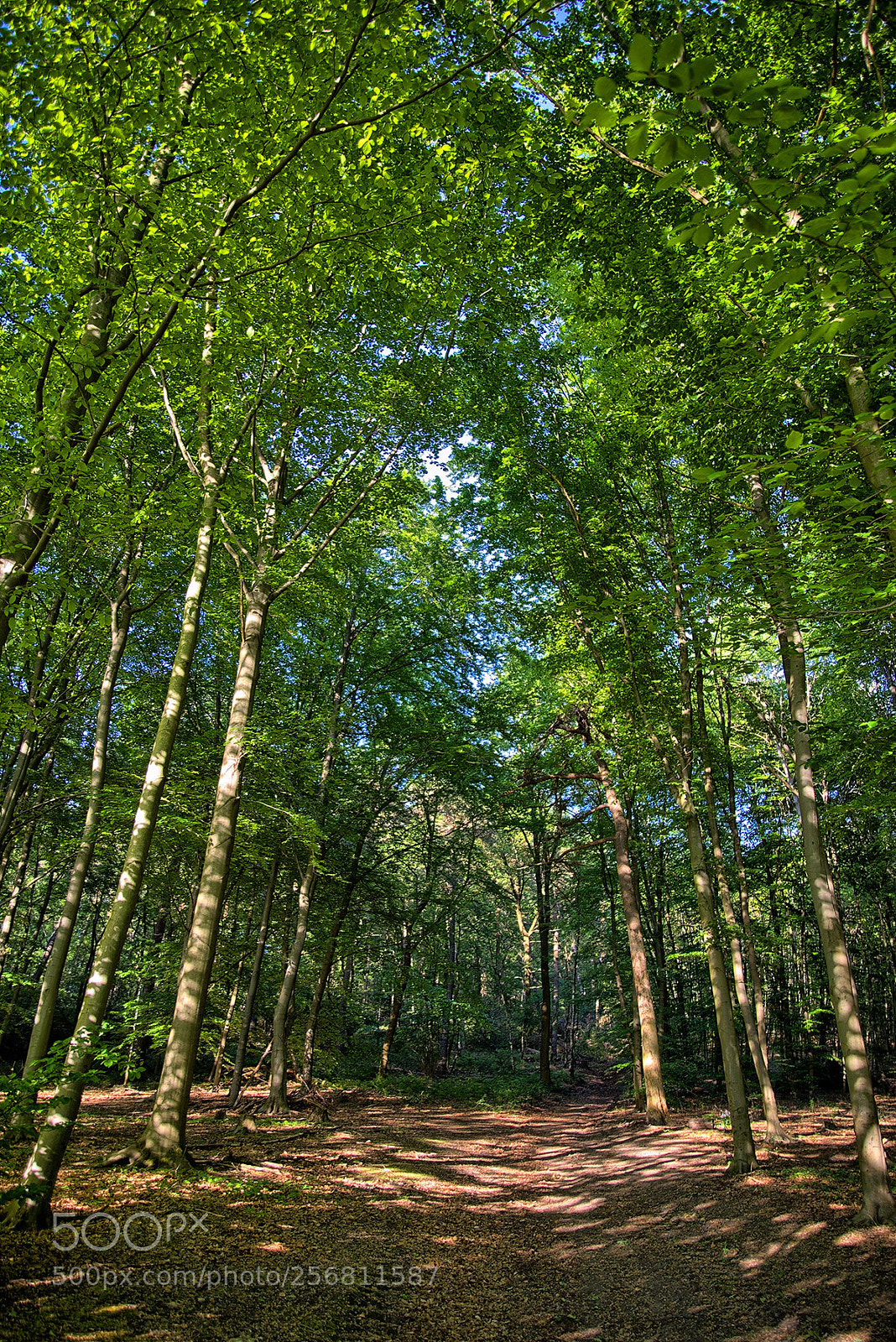 Nikon D800 sample photo. Getting green photography
