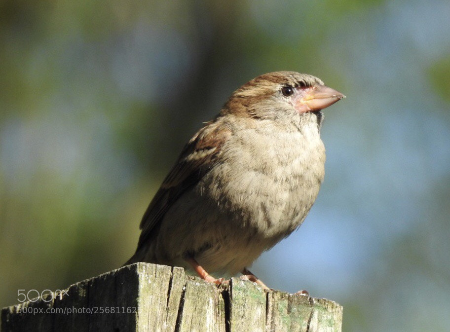 Nikon Coolpix P900 sample photo. House sparrow in our photography