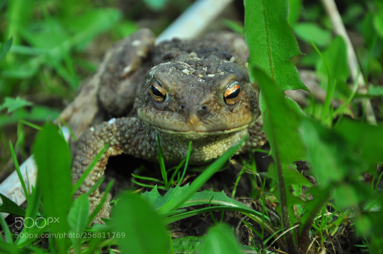 Nikon D90 sample photo. Идёт на встречу photography