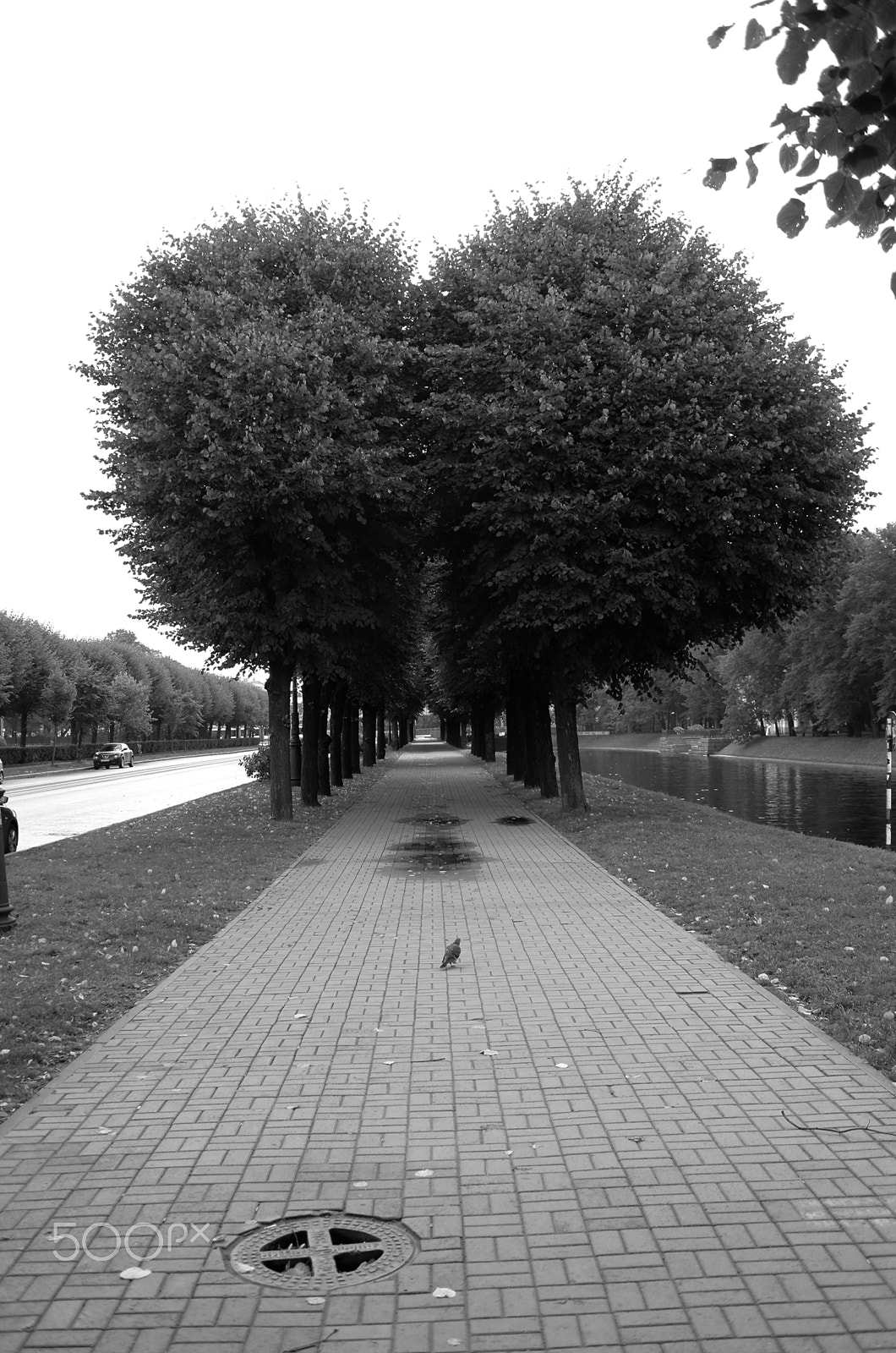 Leica X2 sample photo. Heart-shaped tree photography