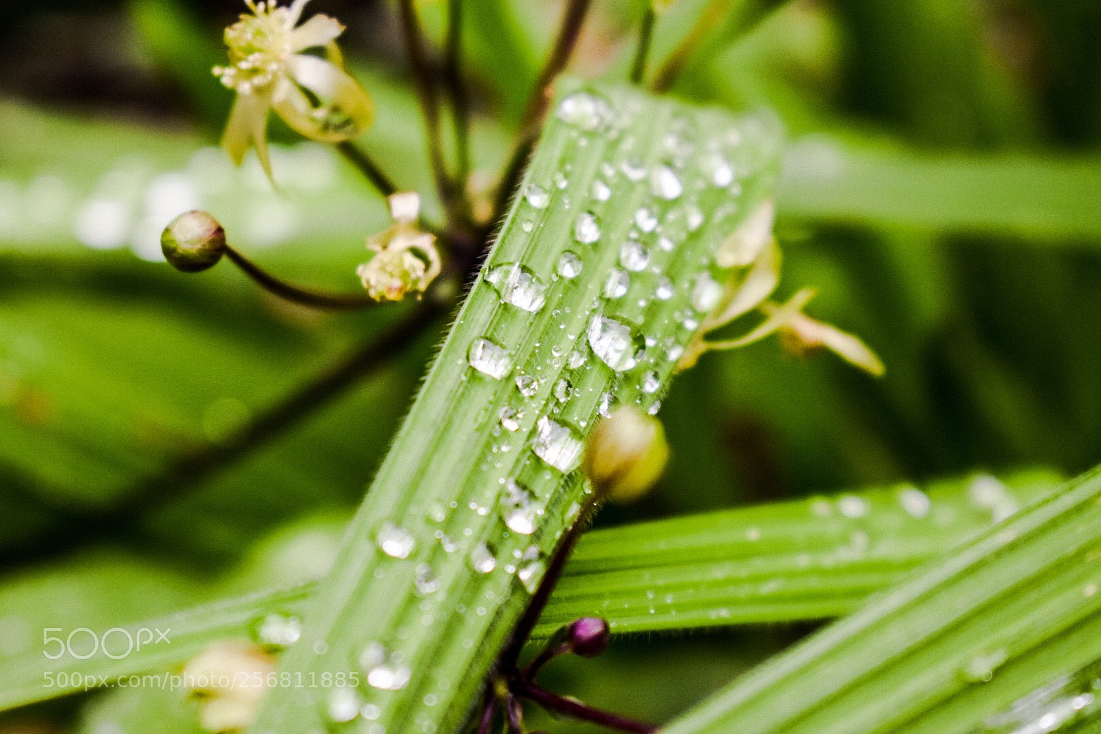 Nikon D3400 sample photo. Raindrops? photography