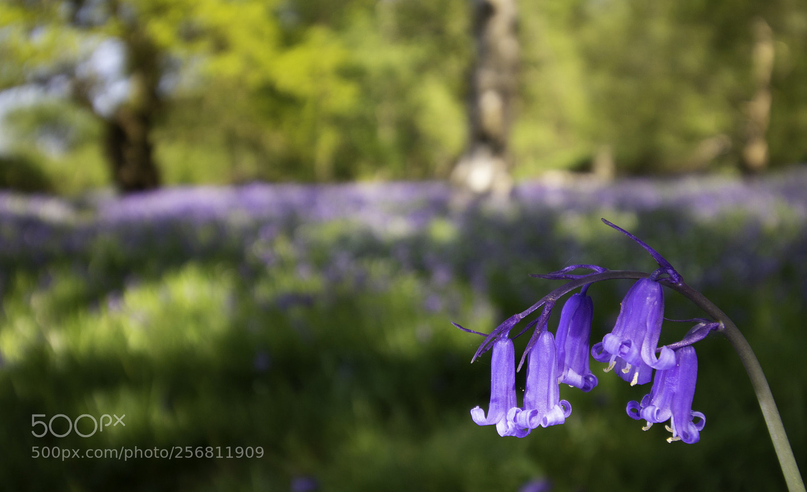 Canon EOS 70D sample photo. Bluebells photography