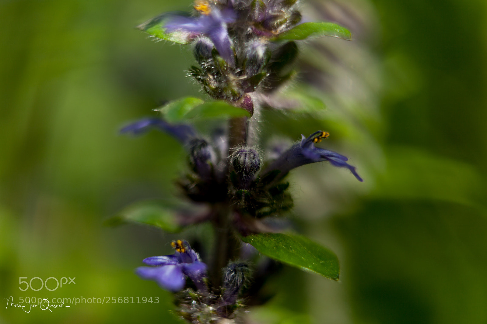 Canon EOS 5D Mark II sample photo. Magnificence de la nature photography