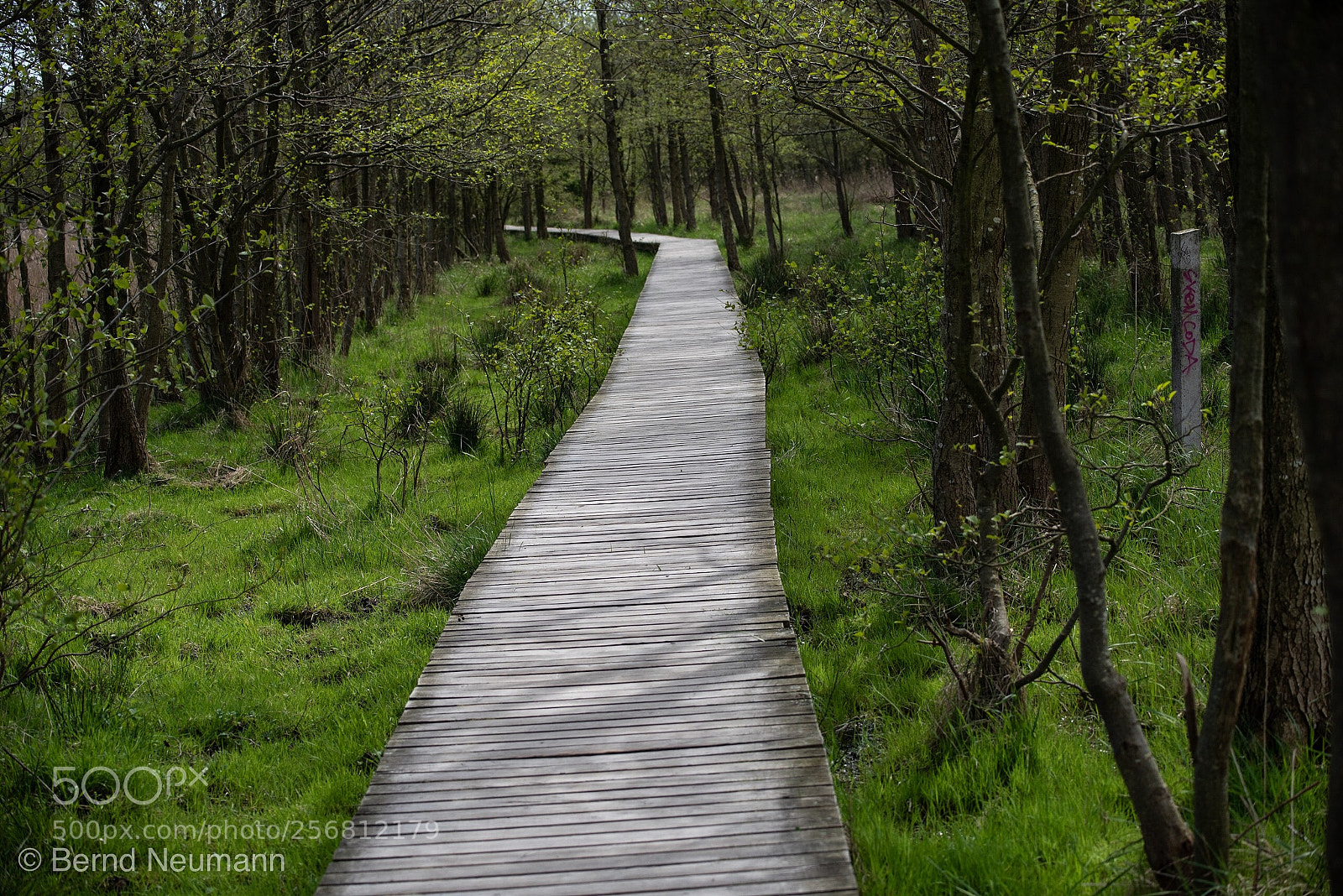 Nikon D750 sample photo. Waldweg darßer ort photography